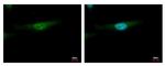 YBX2 Polyclonal Antibody