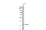 KLF3 Antibody in Western Blot (WB)