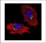 GOLPH2 Polyclonal Antibody