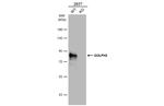 GOLPH2 Antibody in Western Blot (WB)