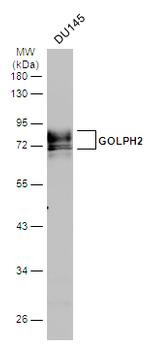 GOLPH2 Antibody in Western Blot (WB)