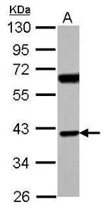 SNX7 Antibody in Western Blot (WB)