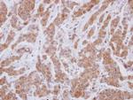 VPS29 Antibody in Immunohistochemistry (Paraffin) (IHC (P))