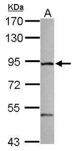 ZFYVE1 Antibody in Western Blot (WB)