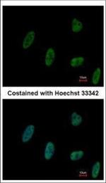 ZNF207 Polyclonal Antibody
