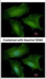 DNALI1 Polyclonal Antibody