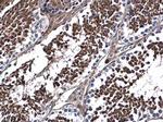 DNALI1 Antibody in Immunohistochemistry (Paraffin) (IHC (P))