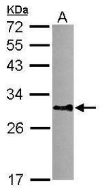 DNALI1 Antibody in Western Blot (WB)