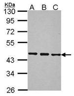 BRF2 Antibody in Western Blot (WB)