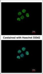 Macro H2A.2 Polyclonal Antibody