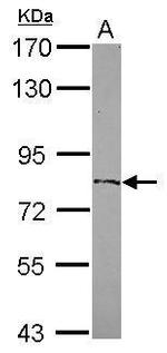 ZFP64 Polyclonal Antibody
