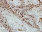 SOHLH2 Antibody in Immunohistochemistry (Paraffin) (IHC (P))