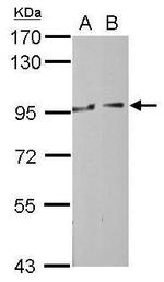 MOCOS Polyclonal Antibody
