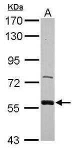 ZWILCH Polyclonal Antibody