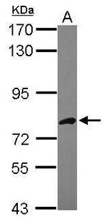 AspRS Antibody in Western Blot (WB)