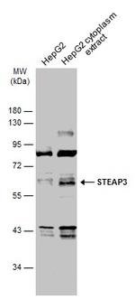 STEAP3 Polyclonal Antibody