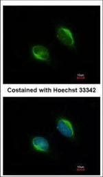 TYW1 Antibody in Immunocytochemistry (ICC/IF)