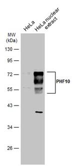 PHF10 Antibody in Western Blot (WB)