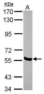 AMIGO1 Polyclonal Antibody