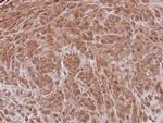 NXF3 Antibody in Immunohistochemistry (Paraffin) (IHC (P))