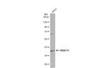 HDAC11 Polyclonal Antibody