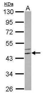 SGK494 Polyclonal Antibody