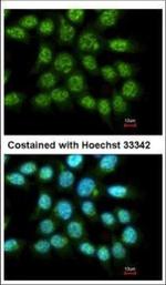 FAM84A Antibody in Immunocytochemistry (ICC/IF)