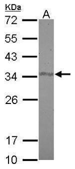 FAM84A Antibody in Western Blot (WB)
