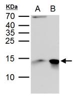 Galectin 1 Antibody in Western Blot (WB)