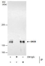 SIN3B Antibody in Immunoprecipitation (IP)