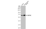 NOP58 Polyclonal Antibody