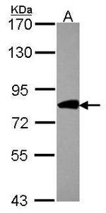 COG2 Polyclonal Antibody