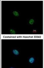 EHF Antibody in Immunocytochemistry (ICC/IF)