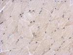 EHF Antibody in Immunohistochemistry (Paraffin) (IHC (P))