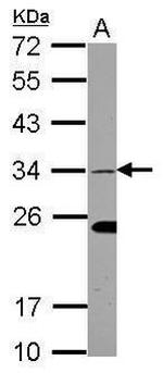 EHF Antibody in Western Blot (WB)