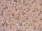 EHD4 Antibody in Immunohistochemistry (Paraffin) (IHC (P))