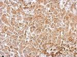 Chromogranin C Antibody in Immunohistochemistry (Paraffin) (IHC (P))