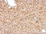 Chromogranin C Antibody in Immunohistochemistry (Paraffin) (IHC (P))