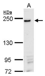 DNMBP Polyclonal Antibody