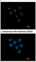 STAU2 Antibody in Immunocytochemistry (ICC/IF)