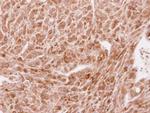STAU2 Antibody in Immunohistochemistry (Paraffin) (IHC (P))