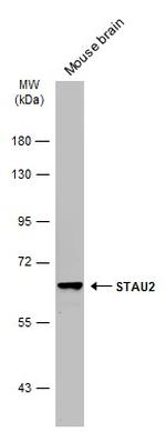 STAU2 Antibody in Western Blot (WB)