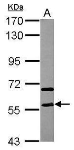 STAU2 Antibody in Western Blot (WB)