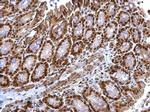 TRIP15 Antibody in Immunohistochemistry (Paraffin) (IHC (P))