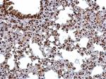 TRIP15 Antibody in Immunohistochemistry (Paraffin) (IHC (P))