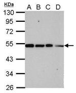 TRIP15 Antibody in Western Blot (WB)