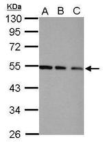 TRIP15 Antibody in Western Blot (WB)