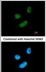 MORF4L2 Antibody in Immunocytochemistry (ICC/IF)