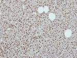 MORF4L2 Antibody in Immunohistochemistry (Paraffin) (IHC (P))
