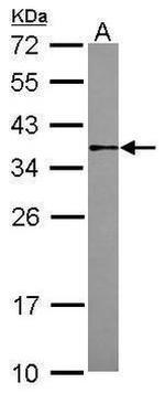 MORF4L2 Antibody in Western Blot (WB)
